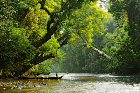 Desde Kuala Lumpur Tour privado al Parque Nacional de Taman Negara