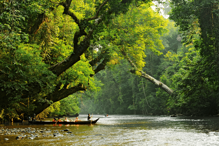 Desde Kuala Lumpur Tour privado al Parque Nacional de Taman Negara