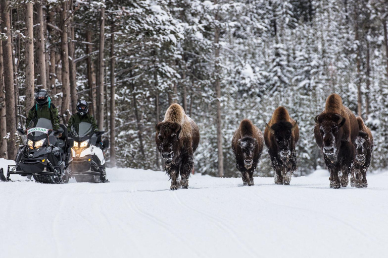 Salt Lake City: 4-Day Yellowstone & Grand Teton Winter Tour