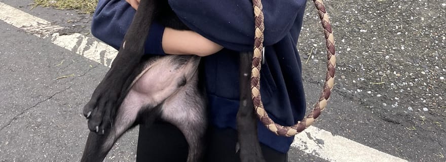 Ruifang : visite du refuge pour animaux avec la SPCA