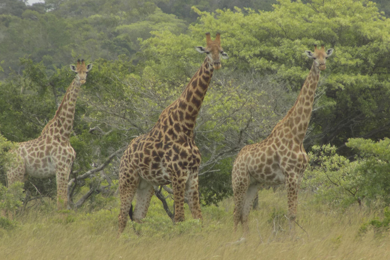 From Maputo: 2-Day Safari & Ocean Hideaway at Maputo Reserve