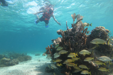 Excursion avec masque et tuba : à la recherche de tortues dans la lagune de récifs de MahahualExcursion avec masque et tuba : à la recherche de tortues dans le lagon de Mahahual