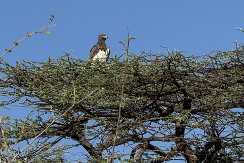 Samburu National Reserves: Optional Village Tour & Swimming