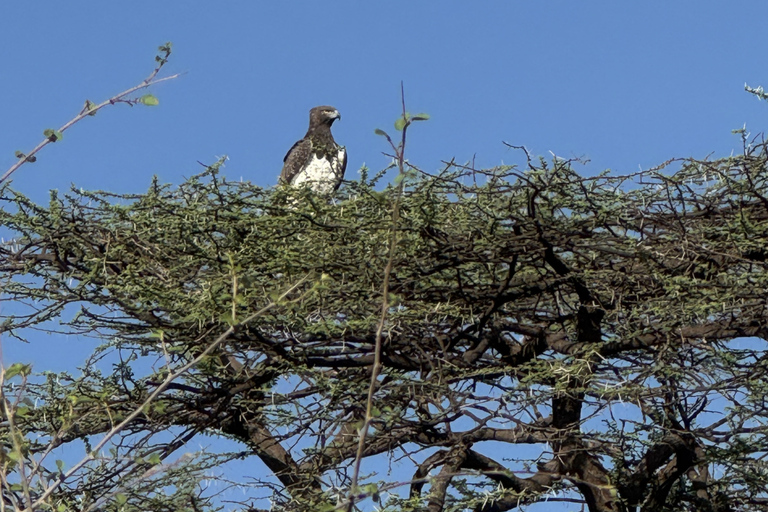 Samburu National Reserves: Optional Village Tour & Swimming