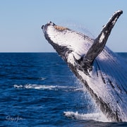Tweed Heads: Whale Watching Boat Tour