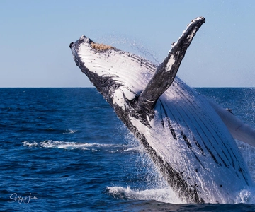 Tweed Heads: Whale Watching Boat Tour