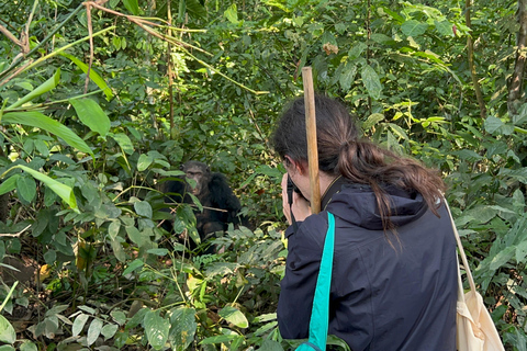 Excursion d&#039;une journée au lac Bunyonyi et dans la forêt de Kalinzu pour un trekking avec les chimpanzés