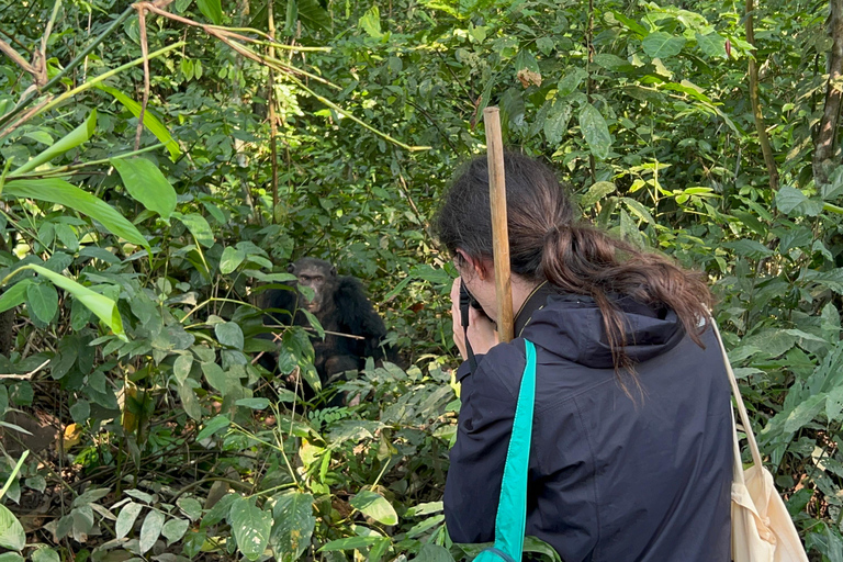 Excursion d&#039;une journée au lac Bunyonyi et dans la forêt de Kalinzu pour un trekking avec les chimpanzés