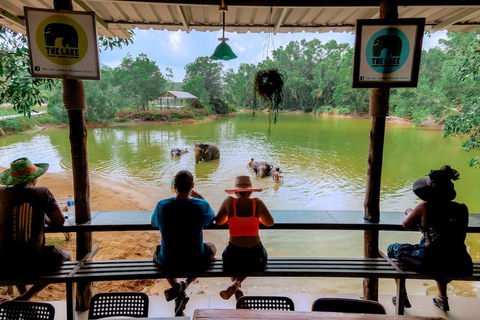 Phuket: Aventura de alimentação dos gigantes gentis do santuário de elefantes