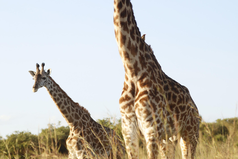 Viaggio di un giorno da Nairobi a Maasai Mara - AWNairobi: Escursione di un giorno nella Riserva Nazionale di Maasai Mara - Privato