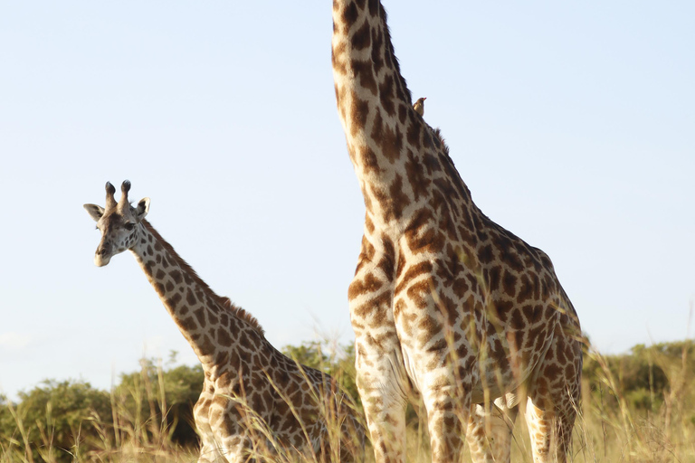 Viaggio di un giorno da Nairobi a Maasai Mara - AWNairobi: Escursione di un giorno nella Riserva Nazionale di Maasai Mara - Privato
