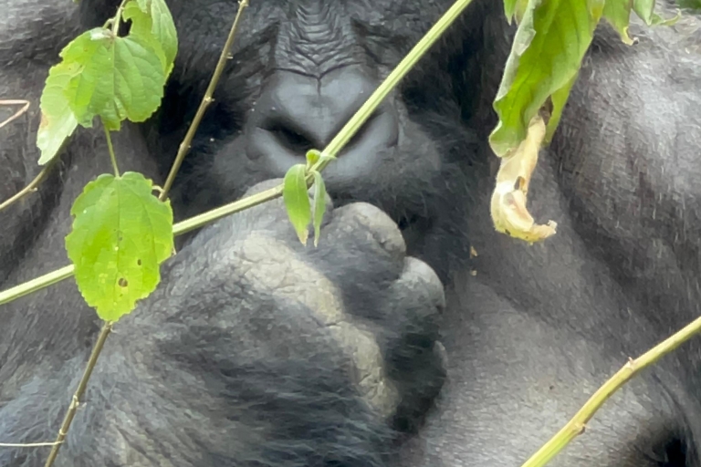 4 Day Congo (DRC) Lowland Gorilla Tracking from Kgl Rwanda