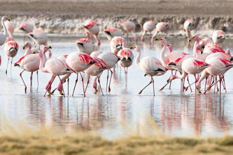 Agadir Camel Ride &amp; Flamingo River + Souk &amp; Moroccan Tea