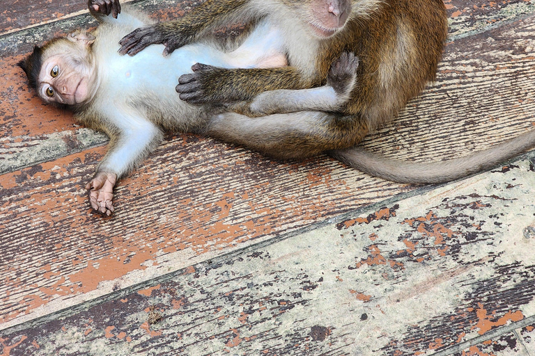 Langkawi : Wycieczka kajakiem po namorzynach z lunchem (po południu)