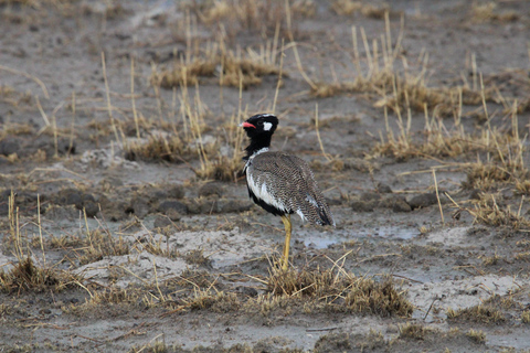 Windhoek: 3-Day Guided Safari in Etosha with Lodge