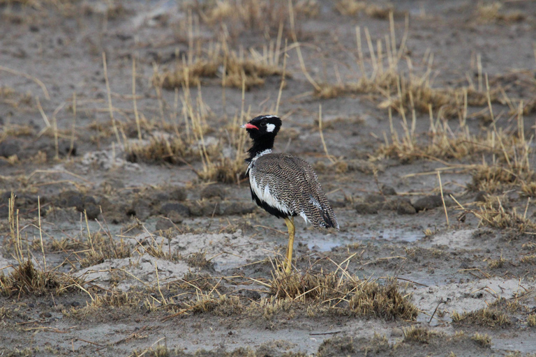Windhoek: 3-Day Guided Safari in Etosha with Lodge