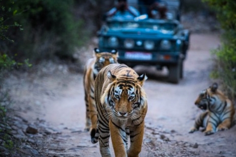 Circuit privé avec nuitée : Jaipur - Safari des tigres de Ranthambore