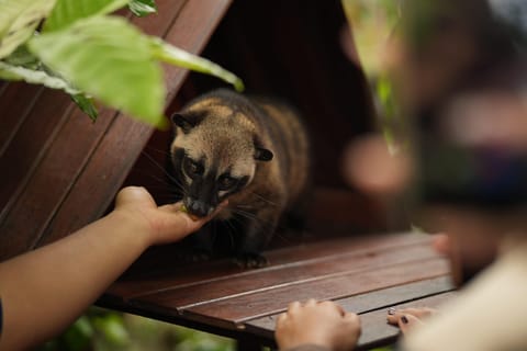 Lokasari: Coffee Plantation Tour, Herbal Tea & Pure Honey - Image 2