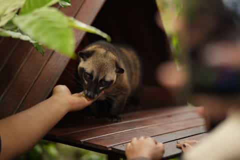 Lokasari: Coffee Plantation Tour, Herbal Tea & Pure Honey - Image 3