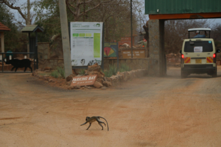 Overnight Group safari Tsavo East Safari from Mombasa/ Diani