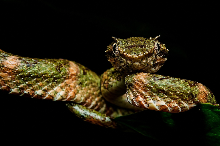 Monteverde: Night Walk with Optic Gear & Sunset Start