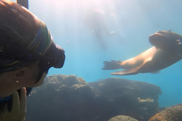 La Paz: Whale Shark, Sea Lions & Balandra Tour