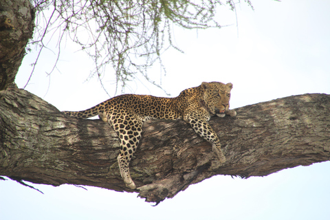 Arusha: 4-Day Safari to Tarangire, Serengeti, and Ngorongoro