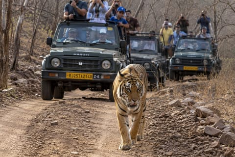 From Delhi 4-Day Golden Triangle & Ranthambore Tiger Safari
