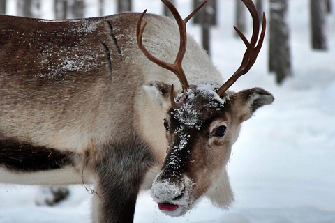 Rovaniemi: Ranua’s Wildlife Park Ticket with Transportation