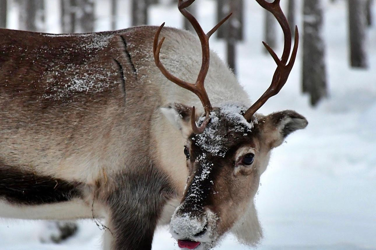 Rovaniemi: Ranua’s Wildlife Park Ticket with Transportation