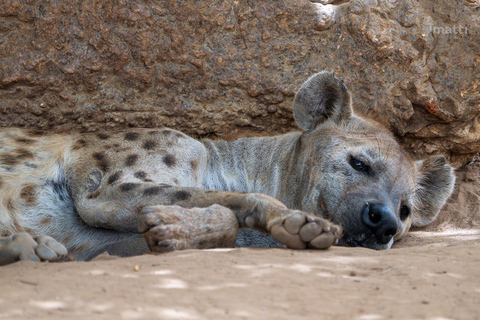 Safari z lwami i przejażdżka po rezerwacie BandiaSafari z lwami i przejażdżka łodzią w Bandii