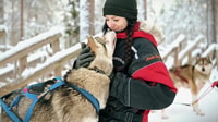 Husky Safari 1 ora (10 km) Piccolo gruppo Musking Experience - Hizvo