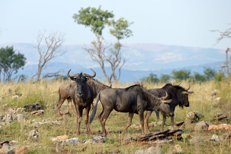 Cradle of Humankind & Rhino and Lion Nature Reserve Safari