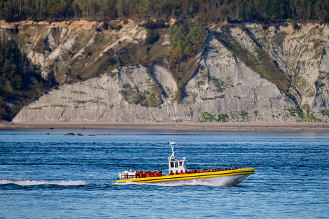Tadoussac/Charlevoix: Whale Watching Tour & Bear Observation Charlevoix: Whale Watching Boat Tour & Bear Observation
