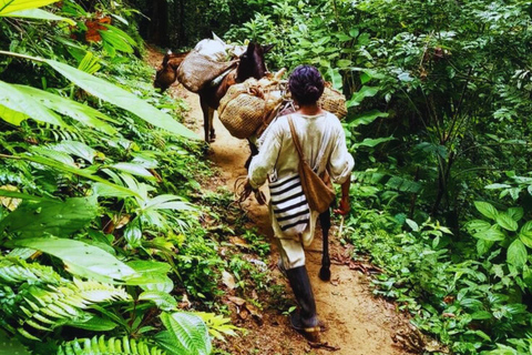 Expeditie Inheemse en voorouderlijke paden in Minca + watervallen + cacao