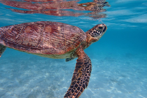 Tokashiki 1 Day 1 beach (or 2 beach with snorkeling option) 1 beach NO snorkeling
