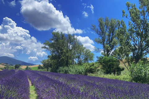 The Tuscan lavender field