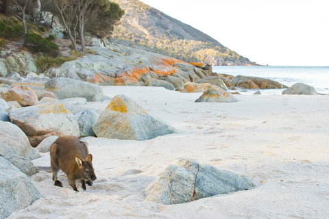 Hobart : une journée à Wineglass Bay