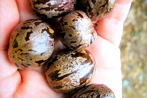 Kandy city tour and village tour in one day