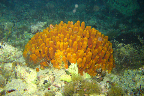 Desde Chania: buceo para principiantes