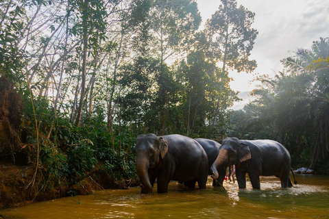 3 heures de rencontre avec les éléphants, d'accueil et de repas