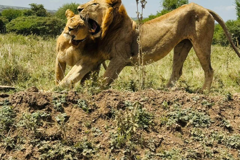 Nairobi National Park&Elephant Orphanage&Giraffe Centre Tour