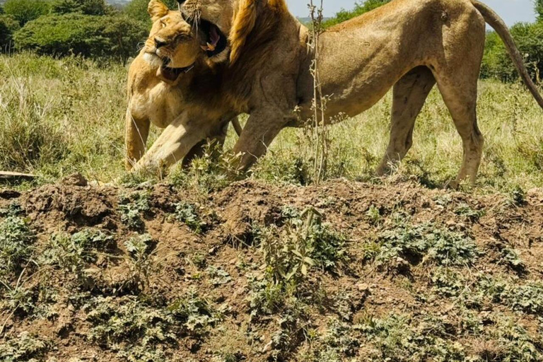 Nairobi National Park&Elephant Orphanage&Giraffe Centre Tour