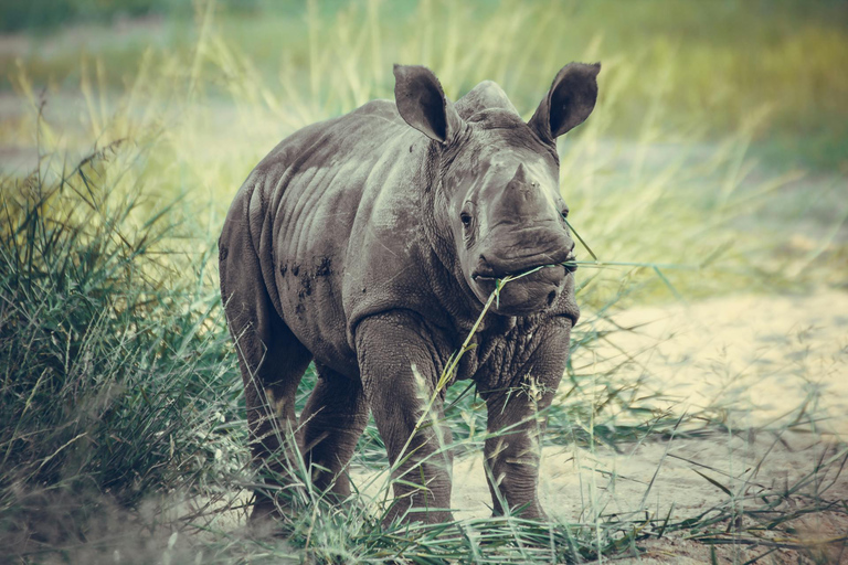 Nairobi: National Park Early Morning or Afternoon Tour