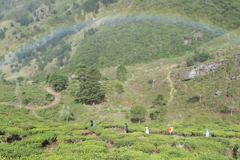 Trekking z Kandy do Ella