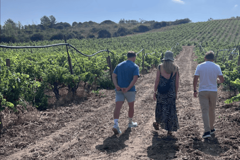 From Cagliari: Wine Cellar Tour with Tastings