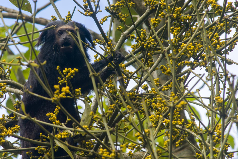 Observatie van zwarte leeuwtamarins in het wild