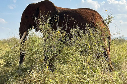 Mombasa: Tsavo East Early-Access Safari & Game Drives