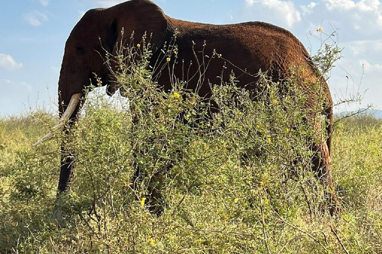 Mombasa: Tsavo East Early-Access Safari & Game Drives
