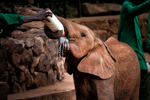 Nationaal park Nairobi, olifantenweeshuis en giraffencentrum